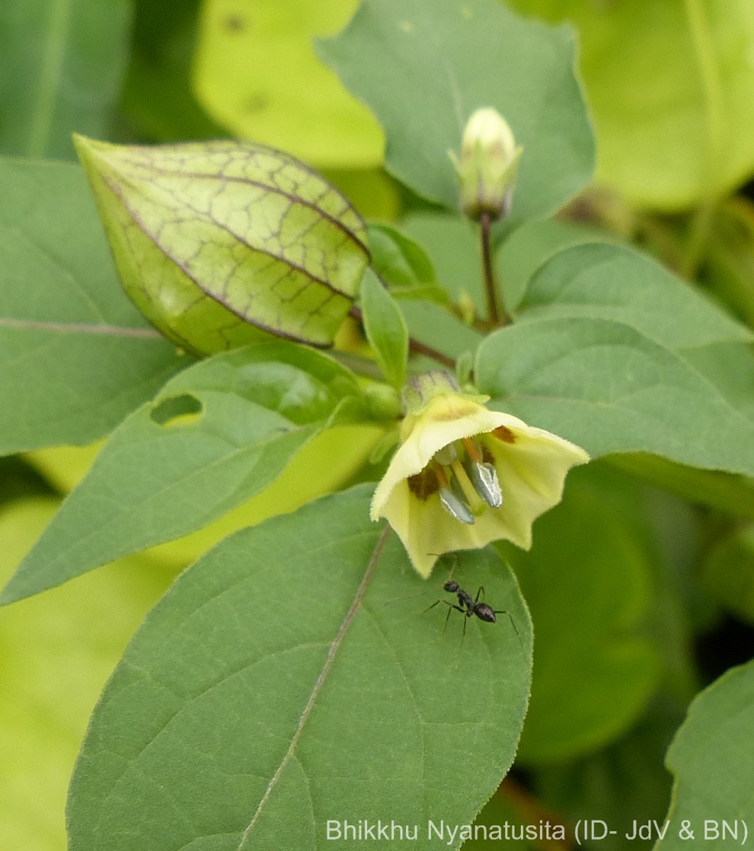 Physalis angulata L.